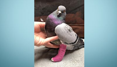 Great Lakes Pigeon Rescue allows homeless, injured birds to fly anew at Maple Park, Illinois shelter, volunteer's Oswego home