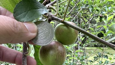 武陵農場牛頓蘋果樹 開花後結出果實 (圖)
