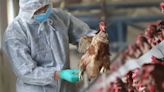 La OMS confirmó la primera muerte por gripe aviar en el mundo: qué se sabe del subtipo A(H5N5) | Mundo