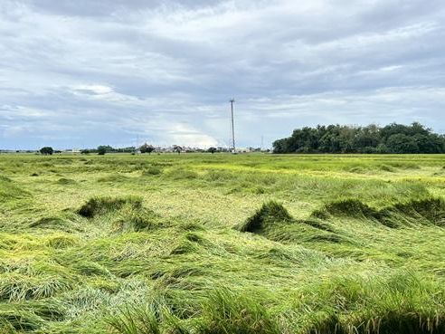 台南水稻收割遇雨勢倒伏嚴重 農民憂災情持續擴大 - 生活