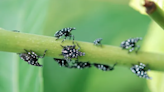 They're back: Spotted lanternflies are hatching again. Here's what you need to know.