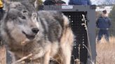 Colorado wolves kill 4 more cows in Grand County, increasing livestock losses