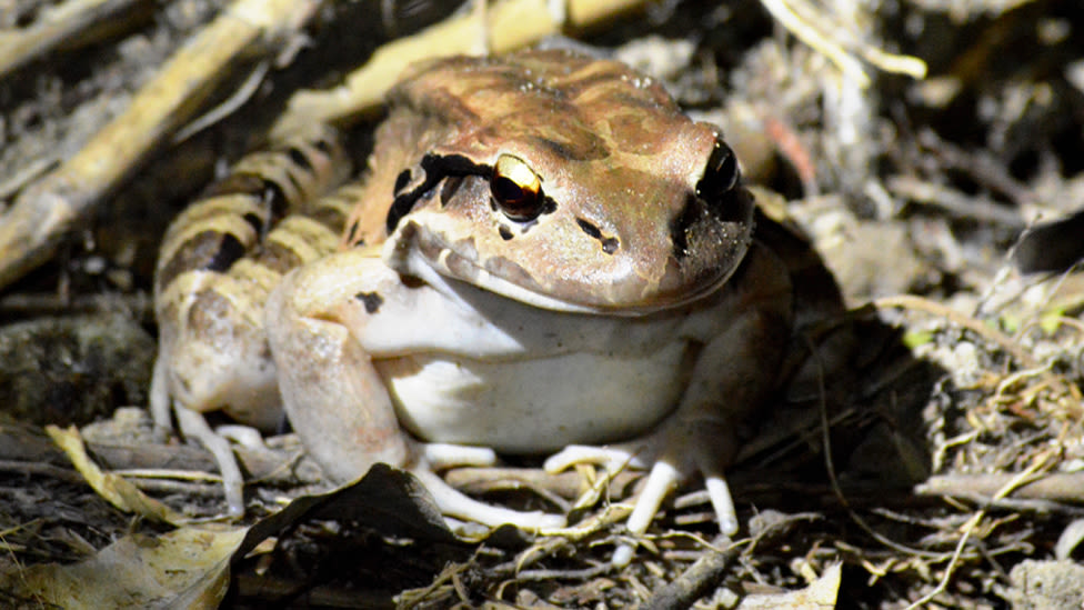 Glimmer of hope for mountain chicken frog which was once a national dish