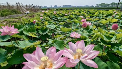 台南白河蓮花季將持續至8月 (圖)