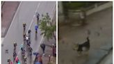 Dog on the loose brings down leading rider at Giro d’Italia