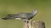 The Cuckoo Is Remarkably Evolving to Outsmart Its Host Species
