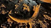 Huge, complete mammoth tusk accidentally discovered by North Dakota coal miners