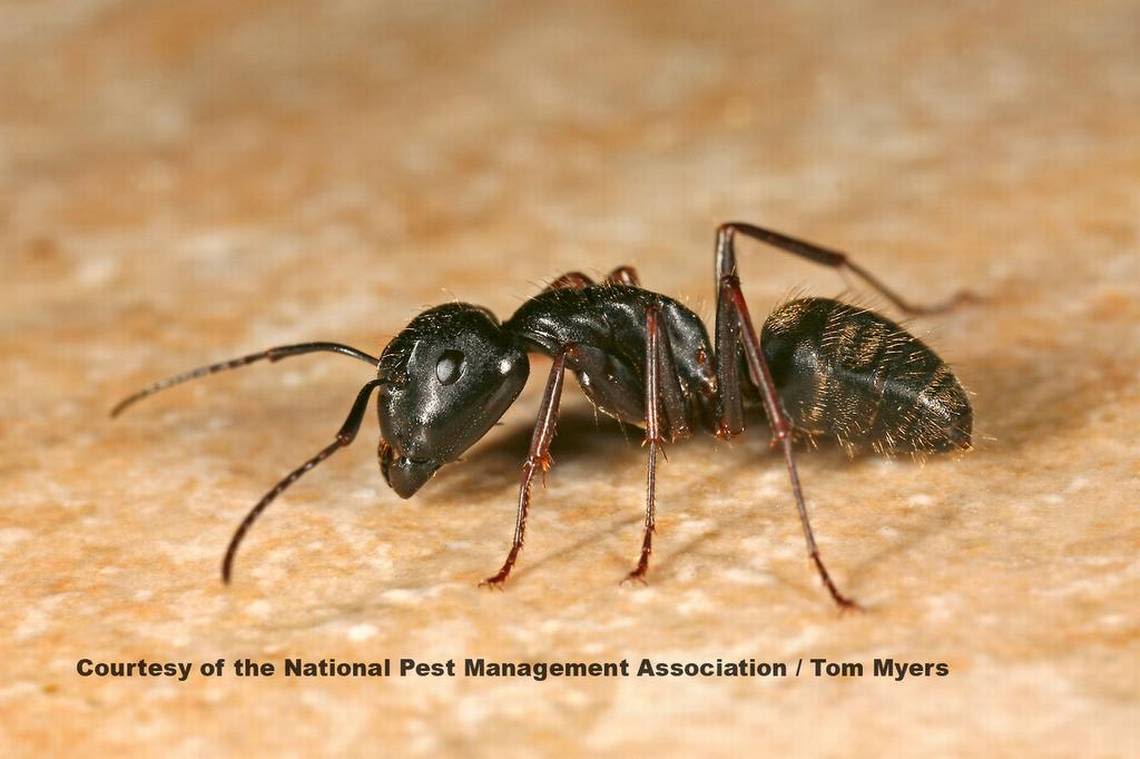 These 4 kinds of SC ants may already be in your home for the summer. Here’s how to fight them