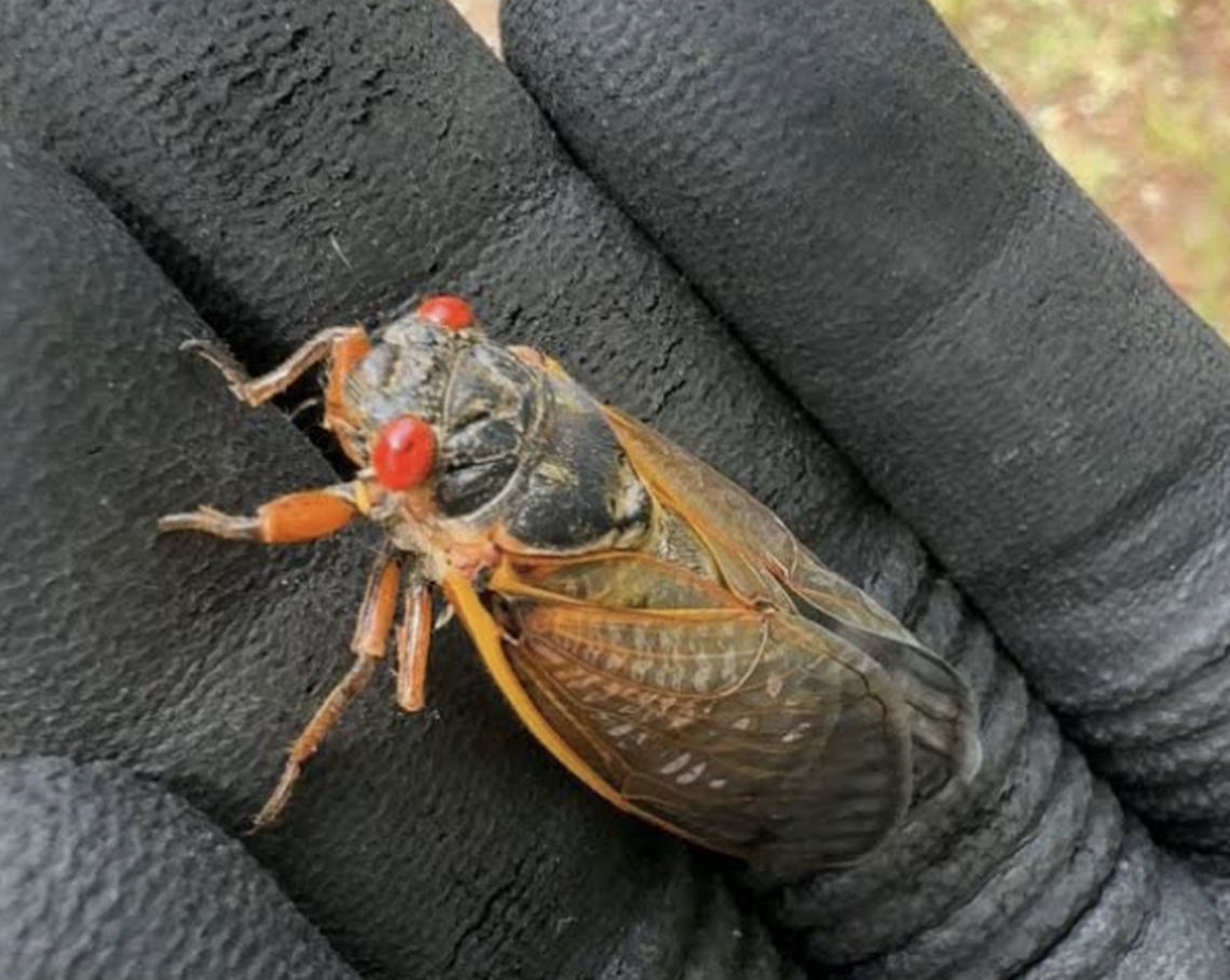 Cicada noise can ‘overwhelm’ people with sensory issues. When will they leave Georgia?