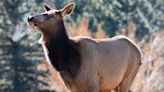 4-Year-Old Boy Attacked by Elk at Colorado Playground Days After Girl Injured in Similar Incident