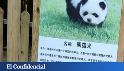 Los polémicos "perros panda" de un zoo de China: tiñen de blanco y negro a dos Chow Chow