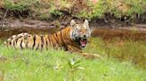 Experts must help increase tigers’ numbers