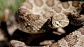 How to avoid rattlesnakes in Colorado and what to do if you're bitten