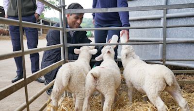In Pictures: Parties show sweeter side as Sunak feeds lambs and Davey bakes cake