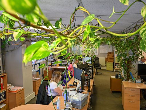 Office plant potted 15 years ago grows more than 300ft long