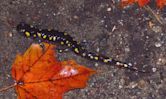 Spotted salamander