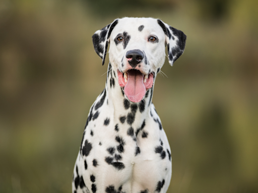 Man's Real-Life ‘101 Dalmatian’ Situation Is Straight Out of a Movie