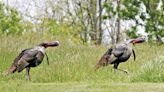 Ohio's opening week of turkey hunting off to fast start - Outdoor News