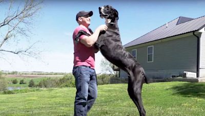 World’s Tallest Dog Dies Days After Getting Record: 'He Was Just the Best Giant Boy'