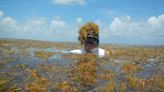 FAU gets $1.3 million grant to clean up sargassum in Florida beaches