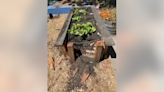 School garden funded by Steph and Ayesha Curry in Oakland vandalized