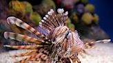 Summer-long Lionfish Challenge kicks off this weekend: FWC