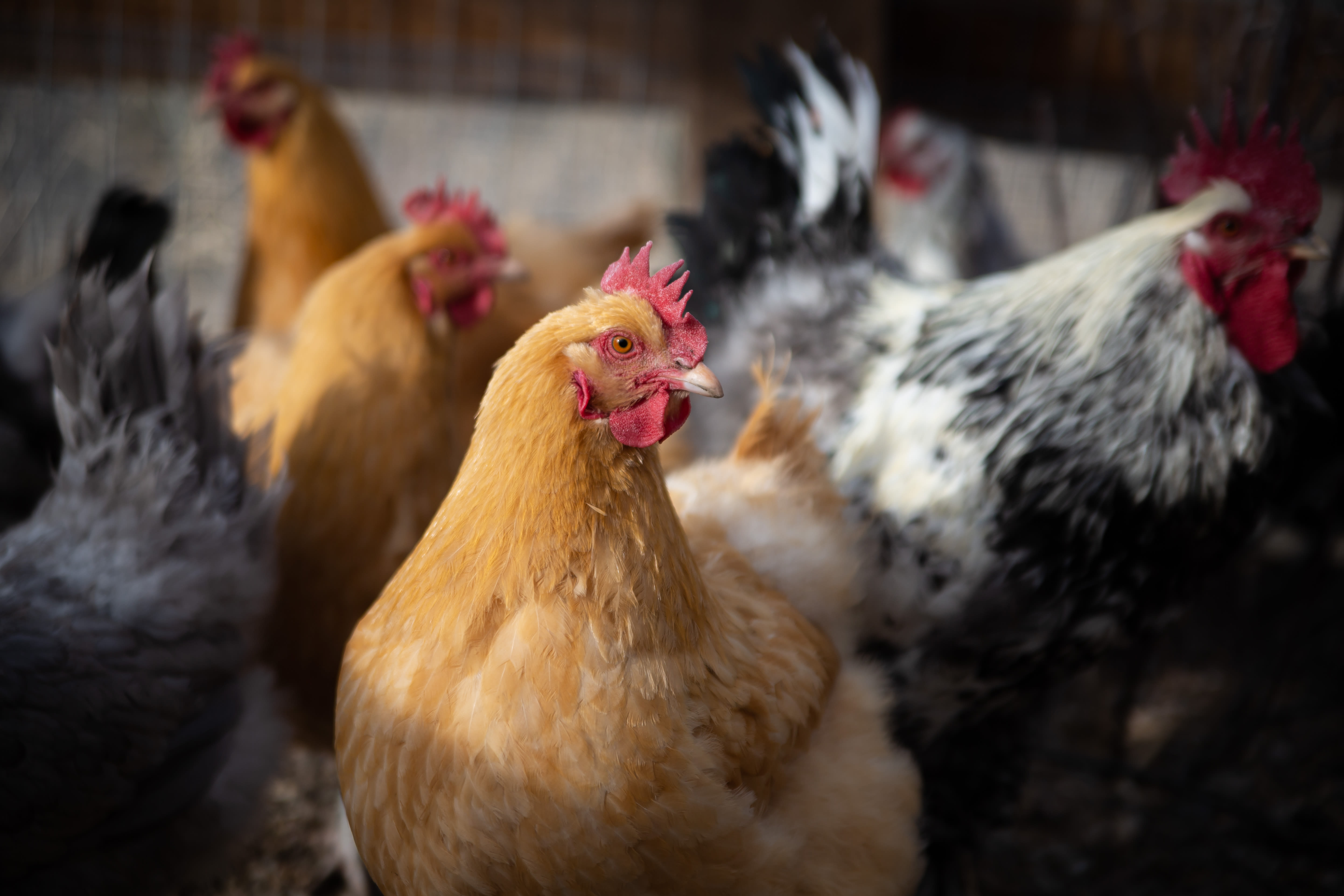 Economist expects an increase in egg prices if bird flu worsens in Colorado