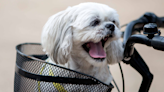 People Can’t Get Over Shih-Tzu's Cool Get-Up for Casual Bike Ride With His Dad