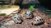 Triplets Of 90-Year-Old Tortoise Mr. Pickles Just Celebrated Their First Birthday