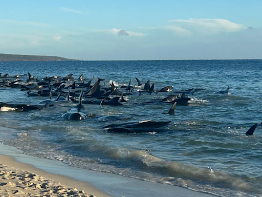 "Difficult Situation": Over 70 Pilot Whales Found Stranded On Scotland Island