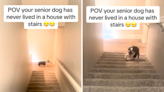 Senior dog who has never lived In house before absolutely baffled by stairs