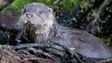 Watch Otters Use 'Turtle Tunnel' To Cross Safely Underneath Road