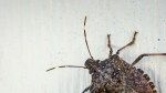 How to Get Rid of Stink Bugs in the House