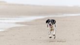 Cocker Spaniel Becomes the UK’s First Marine Biosecurity Dog