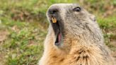 These Infamous Groundhogs Aren’t Punxsutawney Phil, They're Better (and Badder)