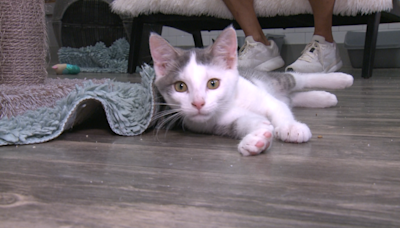 Purrfect Day Cafe in Louisville celebrates 10,000 cat adoptions