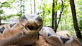 New Zoo Knoxville exhibit features 40-foot animatronic snake, other predators