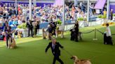 At the Westminster dog show, a display of dogs and devotion - The Boston Globe