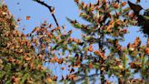 TDOT giving away milkweed seeds to save Monarch Butterflies