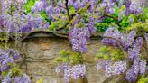 7 best plants to grow on a wall
