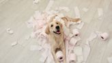 Golden Retriever and Dad Have Ongoing Prank War and It's Way Too Funny