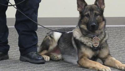 ‘Brave hero’: Orrville Police Department’s 1st K-9, Freddie, dies