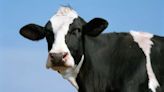 Moo-ve over: Loose cows cause delays on major roadway in Orleans County, police say