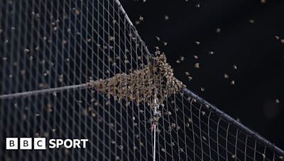 Bee swarm halts Arizona Diamondbacks v LA Dodgers MLB match