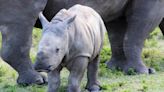 Montpellier zoo celebrates the birth of baby white rhino