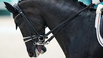Should equestrian events be banned from the Olympics? Petition launched over animal abuse cases
