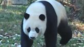 San Francisco supes approve fundraising plan to host pandas from China