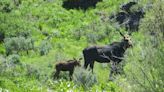 Nevada’s first big-game moose hunt will be tiny as unusual southern expansion defies climate change