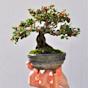 Cotoneaster Bonsai Tree