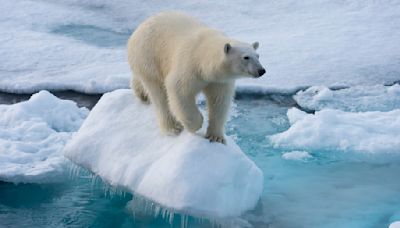 Zoo Visitors Watched in Horror as Polar Bear Is Killed